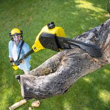 Best Tree Disease Treatment  in Jefferson, OH