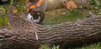 Leaf Removal in Jefferson, OH