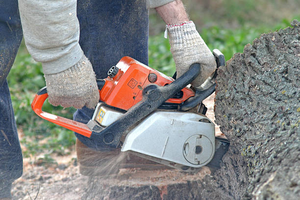 Best Stump Grinding and Removal  in Jefferson, OH