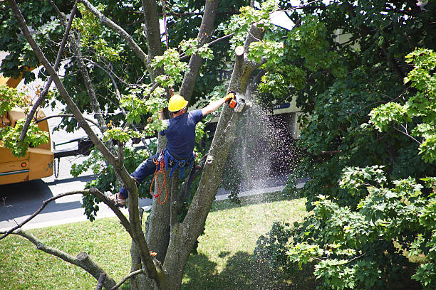 Reliable Jefferson, OH Tree Care Solutions