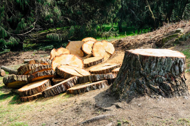 Best Tree Trimming and Pruning  in Jefferson, OH